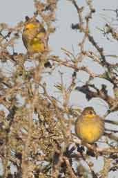 Grassland Yellow-finch, Barra do Quaraí, Rio Grande do Sul, Brazil, August 2004 - click for larger image