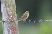 Grassland Yellow-finch, near Los Angeles, Chile, November 2005 - click for larger image