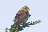 Grassland Yellow-finch, Caulin, Chiloe, Chile, December 2005 - click for larger image