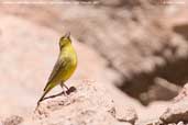 Greenish Yellow-finch, Upper Lluta valley, Chile, February 2007 - click for larger image