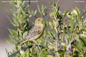 Greenish Yellow-finch, Putre, Chile, February 2007 - click for larger image