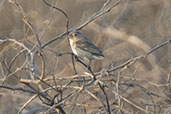 Sulphur-throated Finch, Chaparri, Lambayeque, Peru, October 2018 - click for larger image