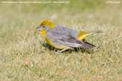 Bright-rumped Yellow-finch, Putre, Chile, February 2007 - click for larger image