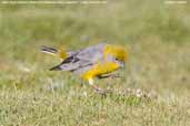 Bright-rumped Yellow-finch, Putre, Chile, February 2007 - click for larger image