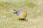 Bright-rumped Yellow-finch, Putre, Chile, February 2007 - click for larger image