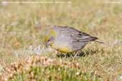 Bright-rumped Yellow-finch, Putre, Chile, February 2007 - click for larger image