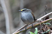 Jelski's Chat-tyrant, Abra Calla Calla, Amazonas, Peru, October 2018 - click for larger image