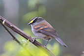 Jelski's Chat-tyrant, Abra Calla Calla, Amazonas, Peru, October 2018 - click for larger image