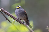 Jelski's Chat-tyrant, Abra Calla Calla, Amazonas, Peru, October 2018 - click for larger image