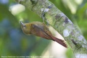 Olivaceous Woodcreeper, Itatiaia, Rio de Janeiro, Brazil, November 2008 - click for larger image