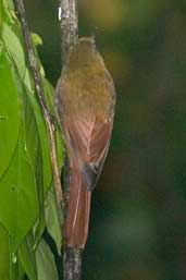 Olivaceous Woodcreeper, Vargem Alta, Espírito Santo, Brazil, March 2004 - click for larger image