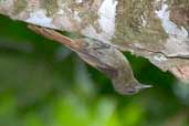 Olivaceous Woodcreeper, Serra das Lontras, Bahia, Brazil, March 2004 - click for larger image