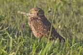 Burrowing Owl, Aguas de São Pedro, São Paulo, Brazil, August 2004 - click for larger image