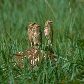 Burrowing Owl, Emas N.P., Goiás, Brazil, April 2001 - click for larger image