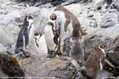 Humboldt  Penguin, Pinguino de Humboldt R.P., Chile, January 2007 - click for larger image