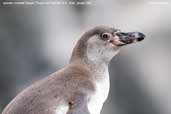 Humboldt  Penguin, Pinguino de Humboldt R.P., Chile, January 2007 - click for larger image