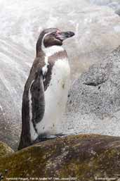 Humboldt  Penguin, Pan de Azucar N.P., Chile, January 2007 - click for larger image