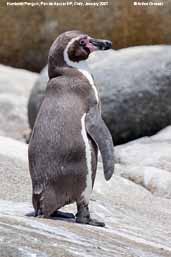 Humboldt  Penguin, Pan de Azucar N.P., Chile, January 2007 - click for larger image