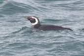 Magellanic Penguin Tierra del Fuego, Chile, December 2005 - click for larger image