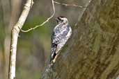 Female Yellow-bellied Sapsucker, La Güira, Cuba, February 2005 - click on image for a larger view