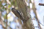 Juvenile Yellow-bellied Sapsucker, La Güira, Cuba, February 2005 - click on image for a larger view