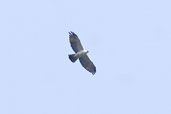 Black-and-white Hawk-eagle, Serra de Carajás, Pará, Brazil, October 2005 - click for larger image