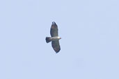 Black-and-white Hawk-eagle, Serra de Carajás, Pará, Brazil, October 2005 - click for larger image