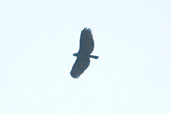 Black Hawk-eagle, Borba, Amazonas, Brazil, August 2004 - click for larger image