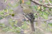 Female Stripe-headed Tanager, Cayo Coco, Cuba, February 2005 - click on image for a larger view