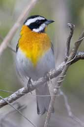 Male Stripe-headed Tanager, Cayo Coco, Cuba, February 2005 - click on image for a larger view