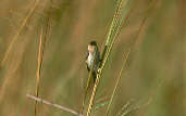 Male Capped Seedeater, Emas, Goiás, Brazil, April 2001 - click for a larger image