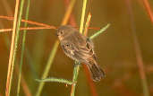 Female Capped Seedeater, Emas, Goiás, Brazil, April 2001 - click for a larger image