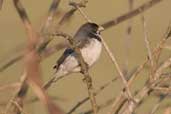 Male  Double-collared Seedeater, Aguas de São Pedro, São Paulo, Brazil, August 2004 - click for larger image