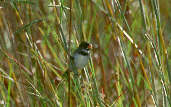 Male  Double-collared Seedeater, Emas, Goiás, Brazil, April 2001 - click for larger image