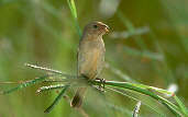 Female  Double-collared Seedeater, Emas, Goiás, Brazil, April 2001 - click for larger image