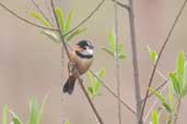 Male Rusty-collared Seedeater, Rio Grande do Sul, Brazil, August 2004 - click for larger image