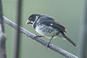 Male Variable Seedeater, Montezuma, Tatamá, Risaralda, Colombia, April 2012 - click for larger image