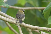 Female Variable Seedeater, Montezuma, Tatamá, Risaralda, Colombia, April 2012 - click for larger image