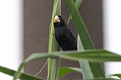 Large-billed Seed-Finch, Rio Silanche, Pichincha, Ecuador, November 2019 - click for larger image