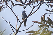 Blue-capped Tanager, Abra Patricia, Amazonas, Peru, October 2018 - click for a larger image