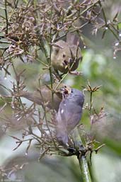 Male Temminck's Seedeater feeding two fledglings, Teresópolis, Rio de Janeiro, Brazil, November 2008 - click for a larger image