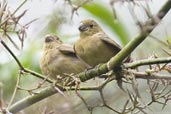 Fledgling Temminck's Seedeater, Teresópolis, Rio de Janeiro, Brazil, November 2008 - click for a larger image