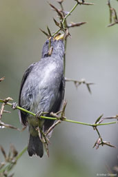 Male Temminck's Seedeater, Teresópolis, Rio de Janeiro, Brazil, November 2008 - click for a larger image