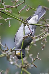 Male Temminck's Seedeater, Teresópolis, Rio de Janeiro, Brazil, November 2008 - click for a larger image