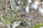 Buffy-fronted Seedeater, Teresópolis, Rio de Janeiro, Brazil, November 2008 - click for a larger image