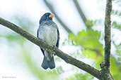 Male Grey Seedeater, La Virginia, Risaralda, Colombia, April 2012 - click for larger image