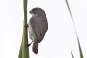 Male White-bellied Seedeater, Biritiba-Mirim, São Paulo, Brazil, October 2005 - click for larger image