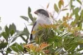 Male White-bellied Seedeater, Biritiba-Mirim, São Paulo, Brazil, October 2005 - click for larger image