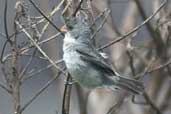 Male White-bellied Seedeater, Chapada Diamantina, Bahia, Brazil, March 2004 - click for larger image