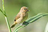 Female Ruddy-breasted Seedeater, Otun-Quimbaya, Risaralda, Colombia, April 2012 - click for larger image